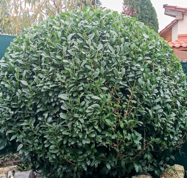 Babérmeggy, gömbszerű formára nyírva - A babérmeggy - Prunus laurocerasus igen dekoratív, jól metszhető, nyírható örökzöld lomblevelű díszcserje.