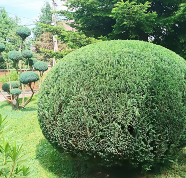 Oregoni hamisciprus, lapított gömbre nyírva - A Chamaecyparis lawsoniana 'Globus' is hamar nagyra nő, formája szétlazul és szélesen kúpossá változik. Rendszeres nyírással azonban sokáig megtartható a kívánt méretben és formában.