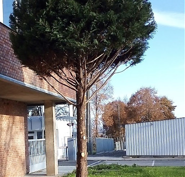 Leylandi ciprus, törzses gömbre metszve - Látható, hogy közvetlenül a formára metszés után készült a fotó.