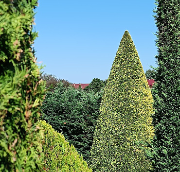 A megnyírt arany leylandi ciprus - Az xCupressocyparis leylandii 'Gold Rider' rendkívül gyorsan növekszik, szélessége is tekintélyes lesz idővel, ezért szűkebb helyeken nyírni szükséges, de a megnyírt ciprus csodás látványa mindenért kárpótolja gazdáját.