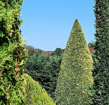 Magas kúp - arany leylandi ciprusból -