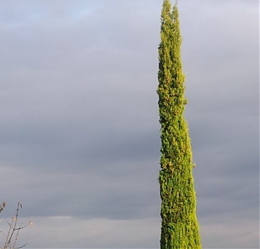 Mediterrán ciprus, nyírva - A Cupressus sempervirens 'Stricta' keskeny, oszlopszerű növekedésű, de nyírás nélkül az ágai szétesnek, nehéz tobozai, a szél és a beleragadó hó miatt. 12 m magas volt, de pár éve visszafűrészeltem, 7 m magasságban. 8 m-es most, újra a nyírhatóság határán van.