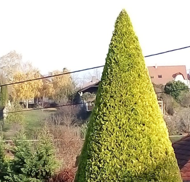 A megnyírt leylandi ciprus csúcsa - xCupressocyparis leylandii 'Gold Rider'