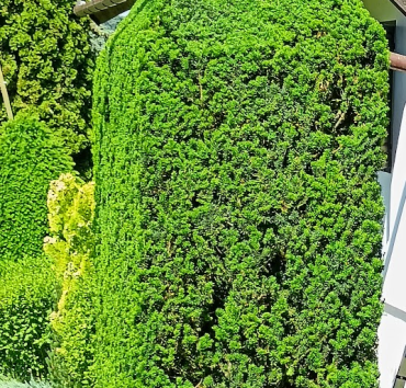 Obeliszk - tiszafából - A Taxus baccata sokféle alakra metszhető, nyírható, az obeliszk viszonylag könnyen elkészíthető, de a pontatlanság könnyen kiütközik.