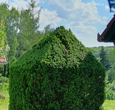 Taxus obeliszk - Az obeliszk "piramis" sapkája illeszkedik a hasábhoz, de nem elég az évenként egyszeri nyírás.