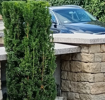 Oszlopos tiszafából nyírt négyzetes hasáb - A kapu oszlopa mellett álló sötét lombú Taxus baccata 'Fastigiata' egy ősi genetikai eredetű emlékünk miatt riasztóan tornyosult volna a kapun áthaladók fölé, ha meg nem szelídítettem volna ezzel a formával.