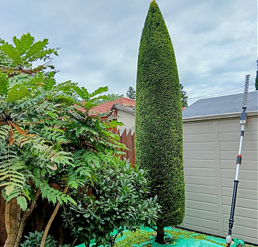 Keskeny kúp Cupressocyparis leylandii 'Gold Rider' - A fotót éppen a nyírás befejeztével készítettem, a zúzott kavics talajtakaró védelmét ponyva aláterítésével oldottam meg. A szűk helyen egyszerűbb volt teleszkópos magassági sövényvágóval megnyírni a fa csúcsát, mint létráról. A nyírás miatt átmenetileg zöldebb lett a ciprus, de hamarosan arany ruhába öltöztetik az új hajtásai.