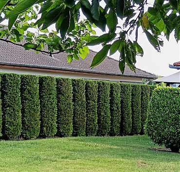 Sövény, hasábra nyírt leylandi ciprusból - Nincs szükség mindenhol hermetikus elzárkózásra, lehetőség nyílik beszélgetésre is a kertszomszédunkkal, és - mint a képen látható - a leylandi ciprus sövény így talán még szebb is, de mindenképpen egészségesebb, mert a ciprusok ágai nem nőnek át egymásba.
