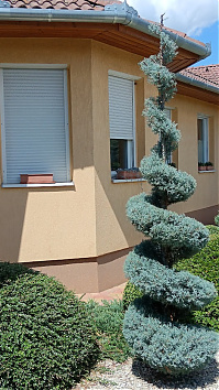 Spirál, arizóniai ciprusból - A Cupressus arizonica kiválóan alakítható spirál formára is. Mélyre gyökeresedik, ezért jól bírja a forró nyarakat, így a díszbogár nem tud kárt tenni benne.