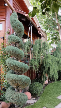 Idősebb arizóniai ciprus spirál - A sokadik nyírás után már többszörös elágazódásai vannak ennek a spirál alakfának, nyírt felülete sűrű és sima.