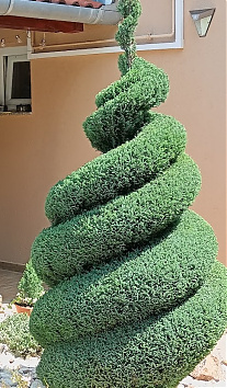 Dupla spirál, elwoodi hamisciprusból - Ezt először egyszerű spirállá formáltam, majd - évek múlva - dupla spirált készítettem belőle. A következő képen látható az eredeti formája.