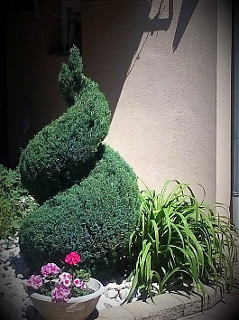 Elwoodi hamisciprus spirál - Ez volt a dupla spirál elődje, 2022-ben. Kedveltem, de a megrendelő kérésére átalakítottam.