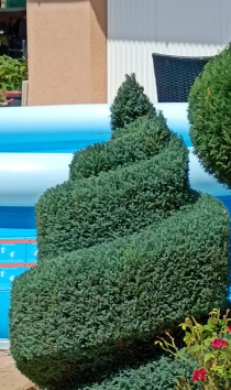 Lépcsős henger-spirál - Elwoodi hamisciprusból készítettem ezt a különleges spirál alakfát, függőleges palásttal, lekerekített élekkel.