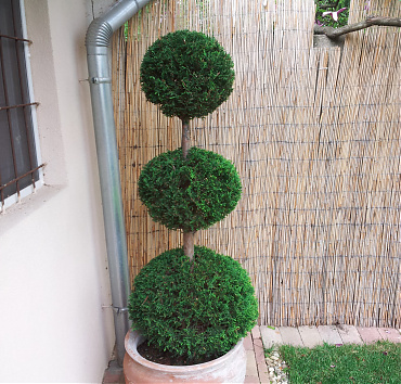"Egy tengelyen három gömb" alakfa - Leylandi ciprusból kialakított többszintes alakzat