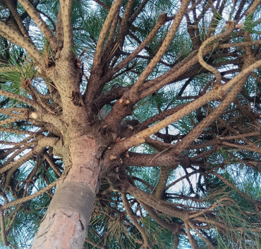 Mandulafenyő, alulnézetben - Az előző - fiatal mandulafenyő megtisztított és megmetszett ágkoronája, alulról.