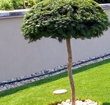 Fiatal tiszafa - gomba formára metszve - A tiszafa (Taxus baccata) a topiaristák legkedveltebb növénye, gomba és ernyő alakot is könnyedén kialakíthatunk belőle.