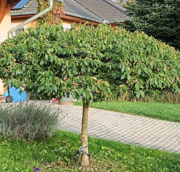 Ernyő formájú szárnyas kecskerágó - A szárnyas kecskerágó (Euonymus alatus) törzsre oltott ernyő alakú gyönyörű lombozata ősszel királyi bíbor palásttá változik.