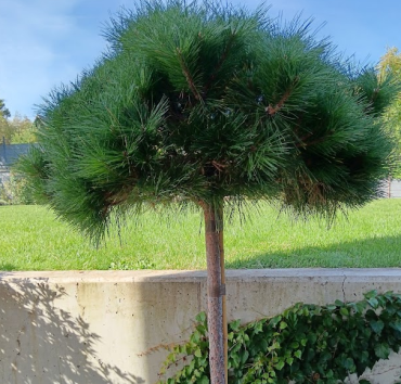 Gomba formájú mandulafenyő - A mandulafenyő (Pinus pinea) ágkoronája természetes módon gomba formájú. A fagyzugos helyek kivételével kellően fagytűrőnek bizonyult Magyarországon, a globális felmelegedésnek köszönhetően.