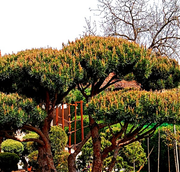 Nagyméretű NIWAKI - bokros erdei fenyőből - A Pinus silvestris 'Watereri' kerti bonsai - tavaszi gyertya-hajtásokkal. Alatta jól át lehet látni, de a felhői kellemes árnyékot is vetnek, méretüknek köszönhetően.