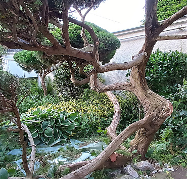 Body bouilder terülő boróka - A hosszan terülő ágakból láthatóan teherbíró és stabil szerkezet jött létre az optimális erőelosztás révén, és ez emlékeztet a statikai szerkezetekben zajló erőjátékra, és a testépítők izomrendszerére.