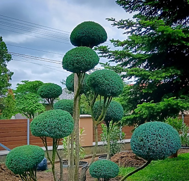 - Egy labdazsonglőr jut eszembe erről a niwakiról, amelyet egy csúnyán szétesett elvúdi hamisciprusból készítettem. Érthető hogy ez a kert gazdáinak büszkesége.