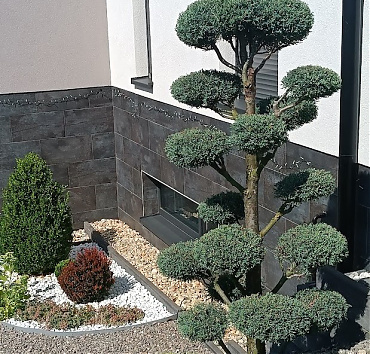 Niwaki - arizonai ciprusból - Sokan kedvelik az arizonai ciprust és a belőle készített - és kertészeti árudákban megvásárolható alakfákat, niwakikat. A túlnőtt ciprusokból sok kertben formáltam ilyeneket.