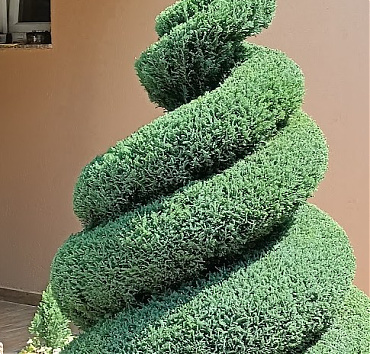 Dupla spirál - ellwoodi hamisciprusból -