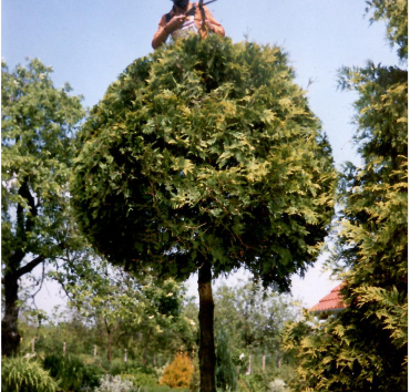 Kertész bújt ki a törzses gömbből - „Derékig a munkában – szó szerint! Amikor eggyé válsz a növényeddel. 🌿💚”Egy évvel az óriás tuja átmetszése után ...