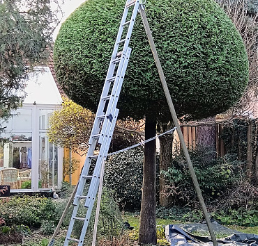 A törzses óriás tuja - 2025 őszén - Ma, negyed évszázaddal később, ez a fa még mindig a kert leglátványosabb eleme, bizonyítva, hogy a jó kertész nemcsak a jelennek, hanem a jövőnek is dolgozik. 🕰️💚