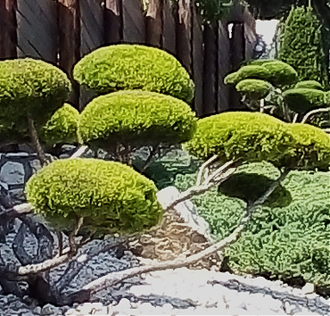 Niwaki - kerti bonsai - borókából -